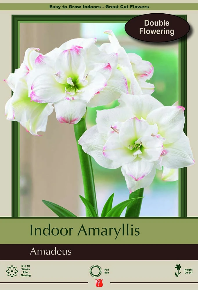 Amadeus Double Amaryllis 1 Bulb - 32/34 Cm Bulb 1 Amadeus Double Amaryllis 1 Bulb - 32/34 Cm Bulb