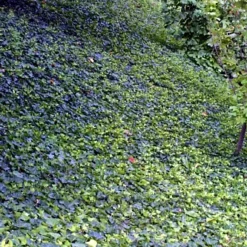 English Ivy 48 Plants - Hardy Groundcover - Sun Or Shade -1 3/4" Pots -Outlet Buds Grow Store apimayyhf 44586.1592323929