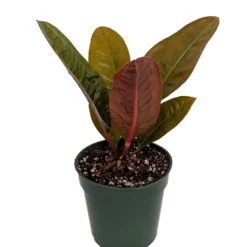 Bird's Nest Anthurium Superbum - Easy To Grow - 4" Pot - Collector's Series