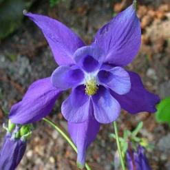 Alpine Columbine Perennial - Aquilegia Alpina - Quart Pot