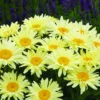 Banana Cream Shasta Daisy - Leucanthemum - Compact Plant - Gallon Pot