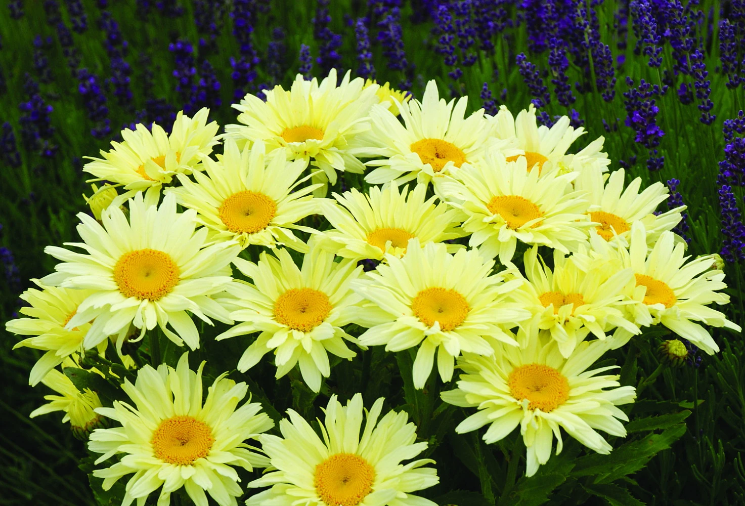Banana Cream Shasta Daisy - Leucanthemum - Compact Plant - Gallon Pot 1 Banana Cream Shasta Daisy - Leucanthemum - Compact Plant - Gallon Pot