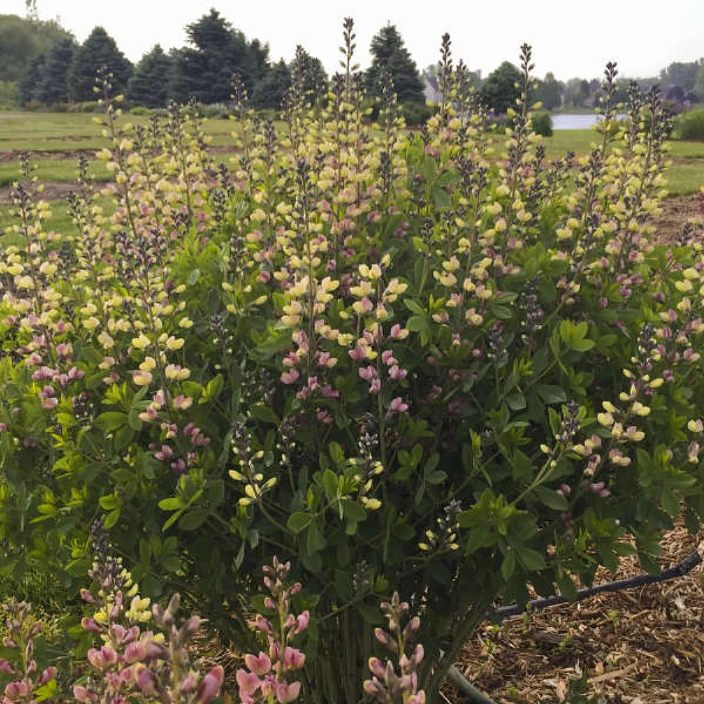 Decadence® Pink Lemonade Baptisia - False Indigo - Proven Winners - Gallon Pot 2 Decadence® Pink Lemonade Baptisia - False Indigo - Proven Winners - Gallon Pot - Image 2