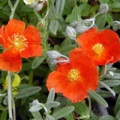 Henfield Brilliant Sun Rose - Helianthemum - Quart Pot