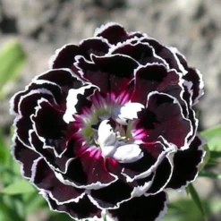 Velvet N Lace Dianthus Perennial - Live Plant - Quart Pot