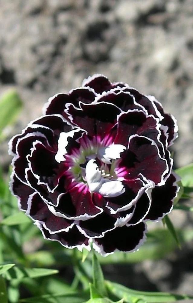 Velvet N Lace Dianthus Perennial - Live Plant - Quart Pot 1 Velvet N Lace Dianthus Perennial - Live Plant - Quart Pot