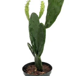 Prickly Pear Cactus - Opuntia - Great Houseplant - Easy - 6" Pot