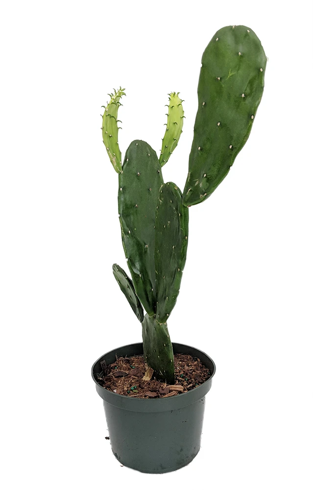 Prickly Pear Cactus - Opuntia - Great Houseplant - Easy - 6" Pot 1 Prickly Pear Cactus - Opuntia - Great Houseplant - Easy - 6" Pot