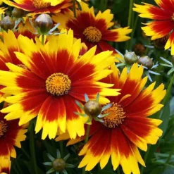 Up Tick Yellow & Red Coreopsis - Tickseed - Perennial - Live Plant - Quart Pot