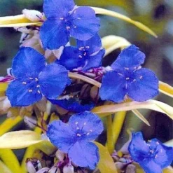 Sweet Kate Blue & Gold Spiderwort - Tradescantia - Gallon Pot