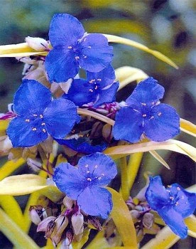 Sweet Kate Blue & Gold Spiderwort - Tradescantia - Gallon Pot 1 Sweet Kate Blue & Gold Spiderwort - Tradescantia - Gallon Pot