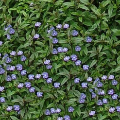 Georgia Blue Veronica - Speedwell - Quart Pot - Rich Blue Creeper 6 Georgia Blue Veronica - Speedwell - Quart Pot - Rich Blue Creeper -Outlet Buds Grow Store apinctk7b 36850.1616329862