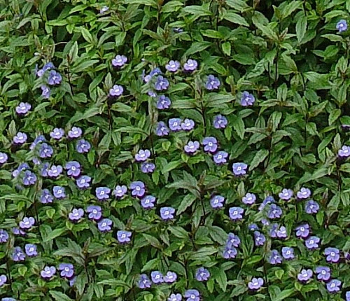 Georgia Blue Veronica - Speedwell - Quart Pot - Rich Blue Creeper 3 Georgia Blue Veronica - Speedwell - Quart Pot - Rich Blue Creeper - Image 3