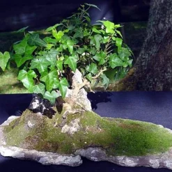 English Ivy 48 Plants - Hardy Groundcover - Sun Or Shade -1 3/4" Pots -Outlet Buds Grow Store apindsowq 77050.1592323929