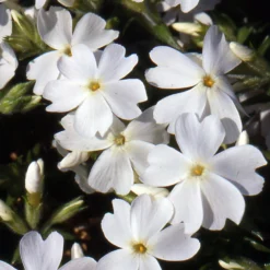 White Delight Creeping Phlox Perennial - Quart Pot