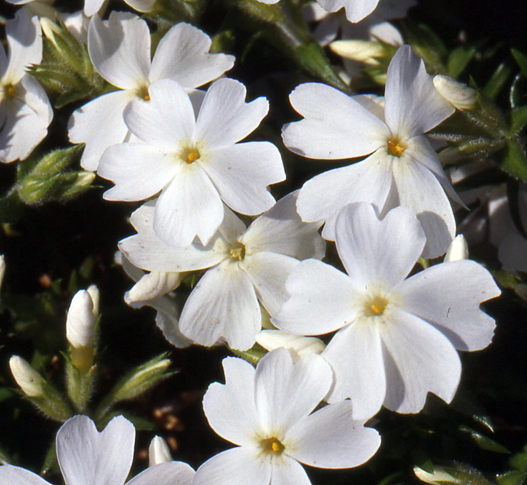 White Delight Creeping Phlox Perennial - Quart Pot 1 White Delight Creeping Phlox Perennial - Quart Pot