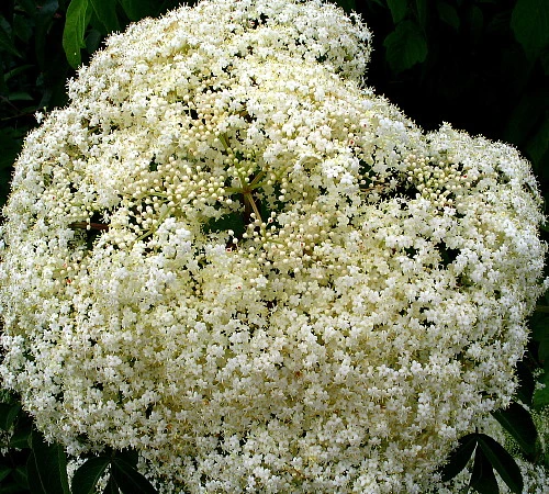Johns Elderberry Perennial Shrub - Sambucus - Native - 3.25" Pot 5 Johns Elderberry Perennial Shrub - Sambucus - Native - 3.25" Pot - Image 5