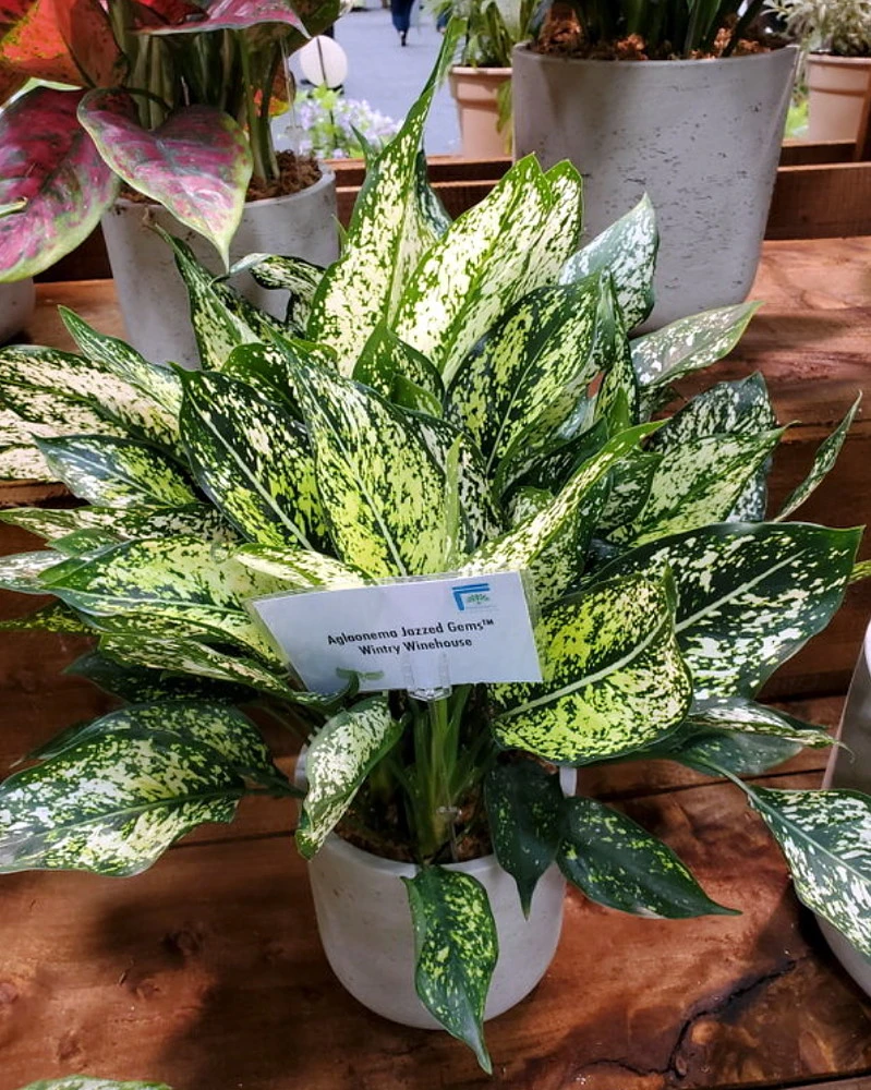 Wintry Winehouse Chinese Evergreen Plant - Aglaonema - Low Light - 4" Pot 2 Wintry Winehouse Chinese Evergreen Plant - Aglaonema - Low Light - 4" Pot - Image 2