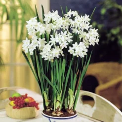 Delft Ceramic Bowl With Paperwhite Narcissus Bulbs Indoor Growing Kit - FragrantT -Outlet Buds Grow Store apino9dve 54654.1592328398