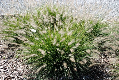 Hameln Dwarf Fountain Grass - Pennisetum - Hameln - Quart Pot 2 Hameln Dwarf Fountain Grass - Pennisetum - Hameln - Quart Pot - Image 2