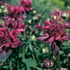 Raspberry Wine Bee Balm - Monarda - Bright Red & Pink - Live Plant - Quart Pot -Outlet Buds Grow Store apinwtfyp 21019.1592329409