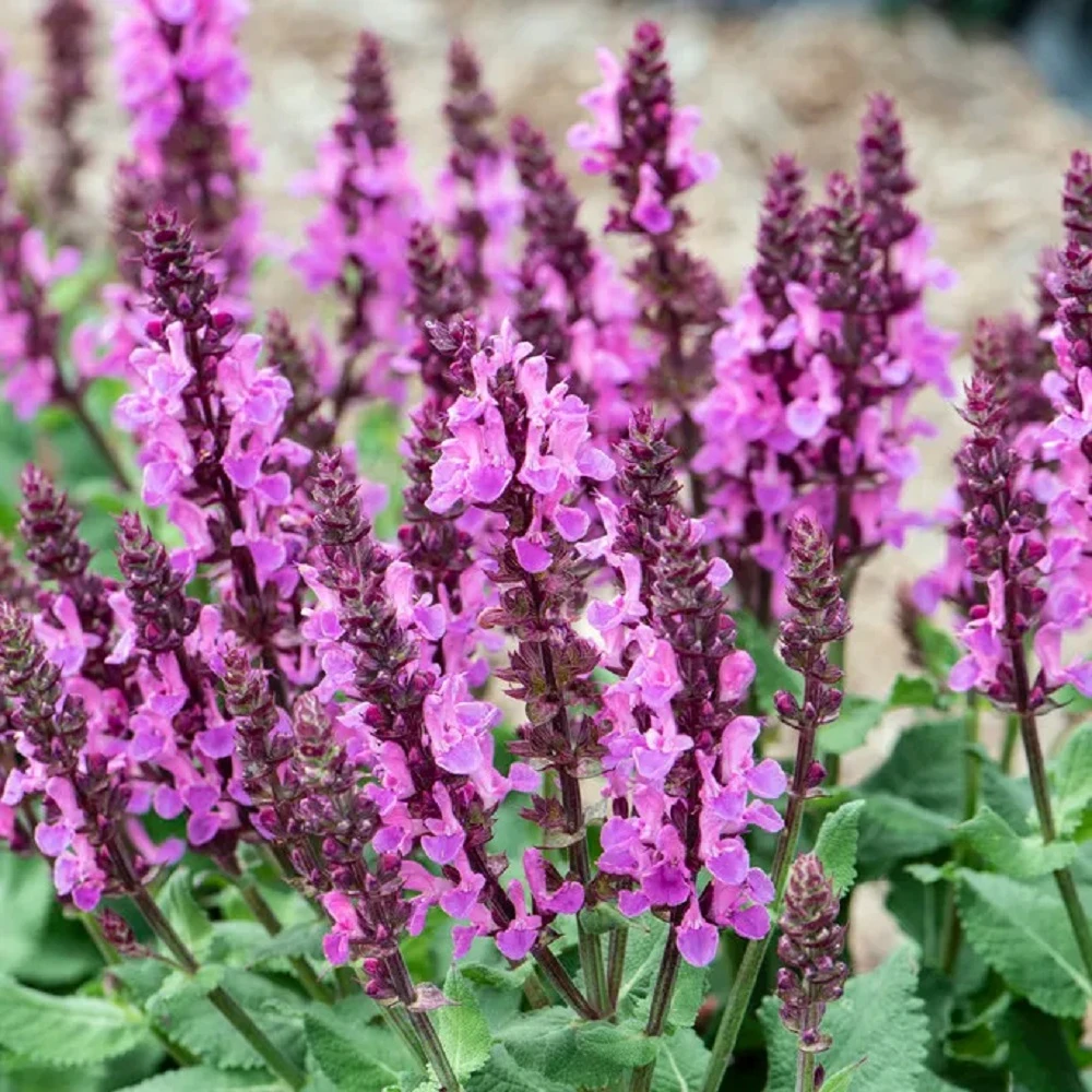Rose Marvel Salvia- Meadow Sage -Live Plant- Quart Pot 1 Rose Marvel Salvia- Meadow Sage -Live Plant- Quart Pot