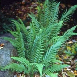 Japanese Beech Hardy Fern - Thelypteris Decursive-pinnata - Quart Pot -Outlet Buds Grow Store apinzyaeg 50464.1592324619