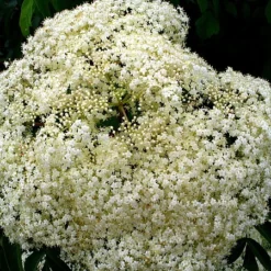 Ranch Elderberry Perennial Shrub - Sambucus - 3.25" Pot -Outlet Buds Grow Store apioqyosl 63499.1592325246