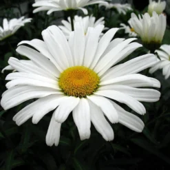 Daisy May® Shasta Daisy - Leucanthemum - Live Plant - Poven Winners -Gallon Pot