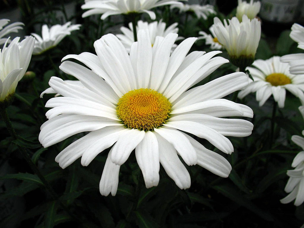 Daisy May® Shasta Daisy - Leucanthemum - Live Plant - Poven Winners -Gallon Pot 1 Daisy May® Shasta Daisy - Leucanthemum - Live Plant - Poven Winners -Gallon Pot