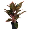 Siam Aurora Chinese Evergreen Plant - Aglaonema - Grows In Dim Light - 4" Pot