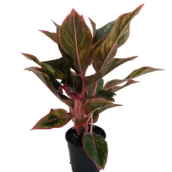 Siam Aurora Chinese Evergreen Plant - Aglaonema - Grows In Dim Light - 4" Pot