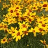 Sizzle & Spice Curry Up Coreopsis Perennial Plant - Live Plant - Gallon Pot