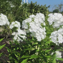 David Hardy Tall Phlox- White-Perennial Of The Year 2002- Live Plant- Gallon Pot -Outlet Buds Grow Store apipij7ph 50460.1592329803