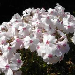 Amazing Grace Creeping Phlox Perennial - Quart Pot