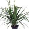 Madagascar Dragon Tree - Dracaena Marginata - 6" Pot - Easy To Grow House Plant