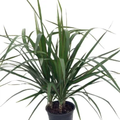 Madagascar Dragon Tree - Dracaena Marginata - 6" Pot - Easy To Grow House Plant