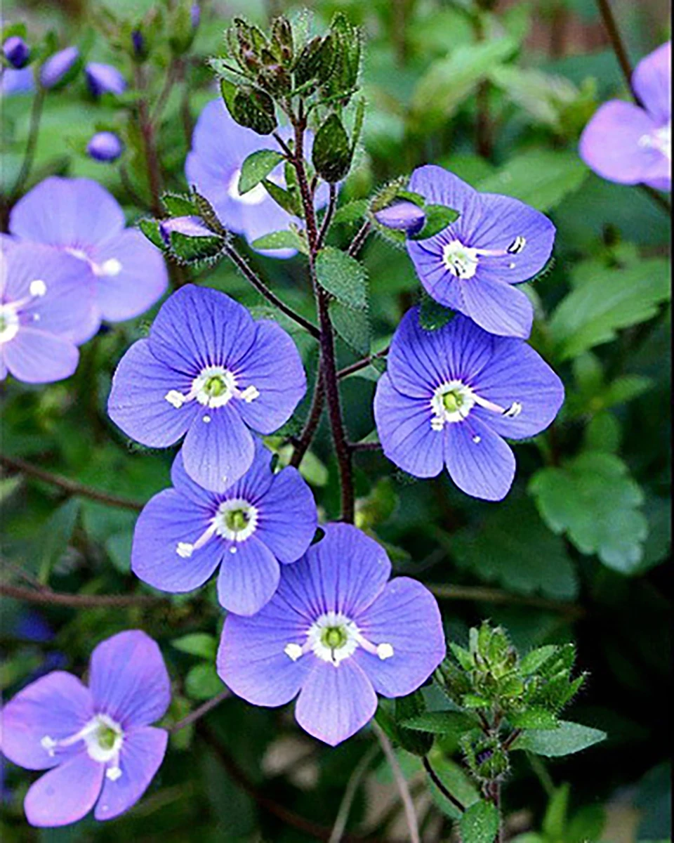 Georgia Blue Veronica - Speedwell - Quart Pot - Rich Blue Creeper 1 Georgia Blue Veronica - Speedwell - Quart Pot - Rich Blue Creeper