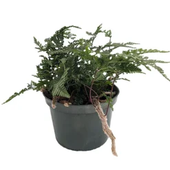 Rabbit's Foot Fern - 6" Pot - Easy To Grow!