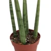 Bamboo Shoots Snake Plant - Sanseveria Cylindrica - Impossible To Kill! - 2" Pot
