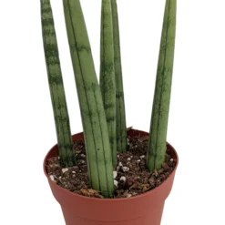 Bamboo Shoots Snake Plant - Sanseveria Cylindrica - Impossible To Kill! - 2" Pot