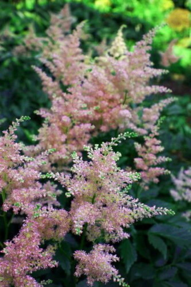 Peach Blossom Astilbe - Warm Peachy Pink - Live Plant - Quart Pot 1 Peach Blossom Astilbe - Warm Peachy Pink - Live Plant - Quart Pot