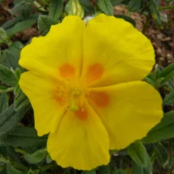 Ben Fhada Sun Rose - Helianthemum - Quart Pot - New!
