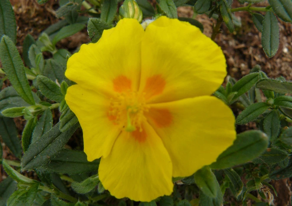 Ben Fhada Sun Rose - Helianthemum - Quart Pot - New! 1 Ben Fhada Sun Rose - Helianthemum - Quart Pot - New!