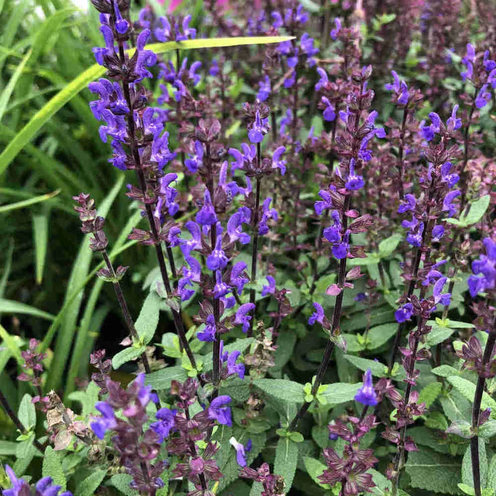 Caramia Salvia Perennial - Long Bloomer - Quart Pot 1 Caramia Salvia Perennial - Long Bloomer - Quart Pot