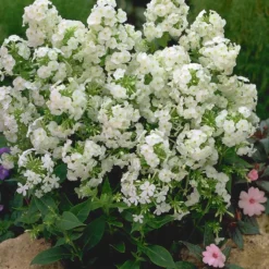 David Hardy Tall Phlox- White-Perennial Of The Year 2002- Live Plant- Gallon Pot -Outlet Buds Grow Store apiqyypq9 91768.1592329803