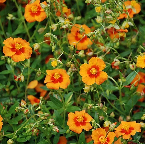 Bronze Carpet Sun Rose - Helianthemum - Quart Pot 2 Bronze Carpet Sun Rose - Helianthemum - Quart Pot - Image 2