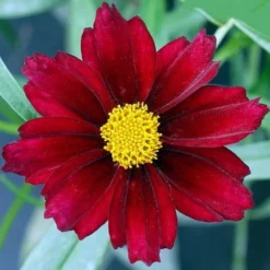 Mercury Rising Coreopsis Tickseed Perennial - Live Plant - Quart Pot