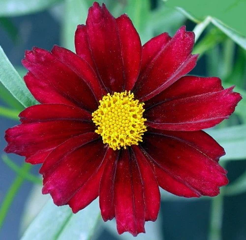 Mercury Rising Coreopsis Tickseed Perennial - Live Plant - Quart Pot 1 Mercury Rising Coreopsis Tickseed Perennial - Live Plant - Quart Pot