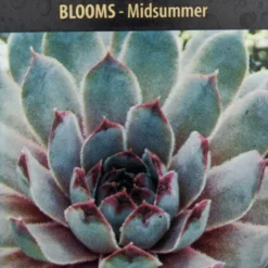 Pacific Blue Ice Hens & Chicks - Sempervivum - Very Hardy - Live Plant - Quart Pot 5 Pacific Blue Ice Hens & Chicks - Sempervivum - Very Hardy - Live Plant - Quart Pot -Outlet Buds Grow Store apirnk4so 51902.1592327055